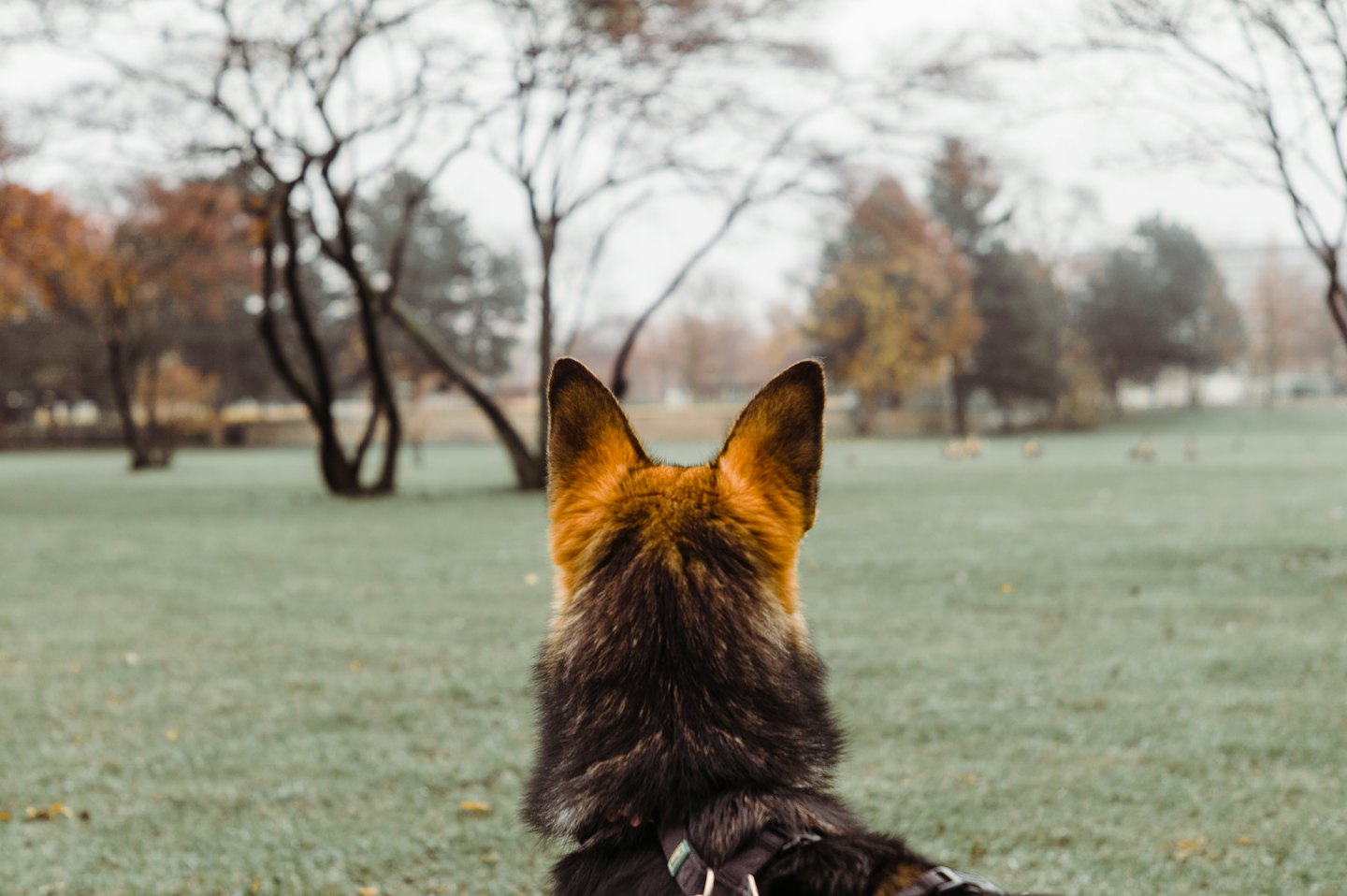 German Shepherd wearing a harness stands on a grassy park lawn.